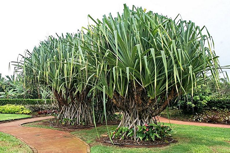 Pandanus - photo