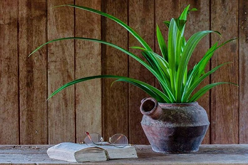 Pandanus - photo