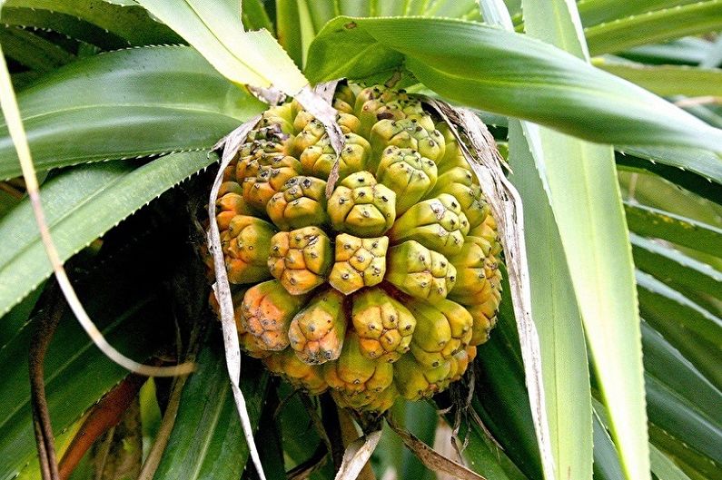 Pandanus - photo