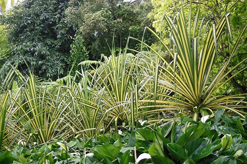 Pandanus - photo