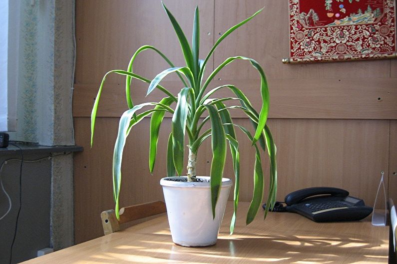 Pandanus - photo