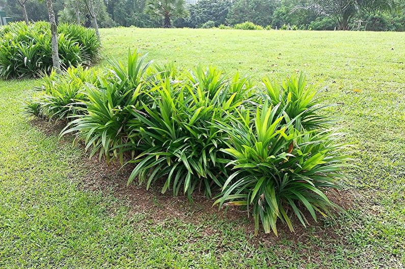 Pandanus - photo