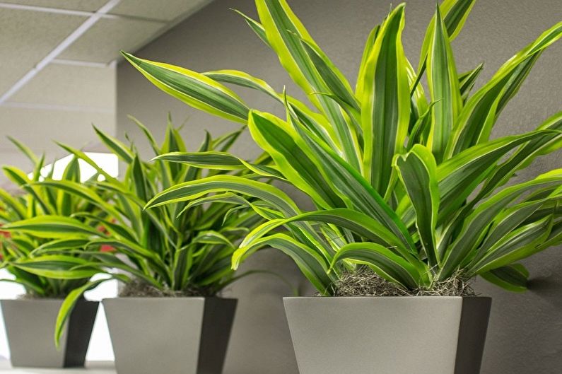 Pandanus - photo