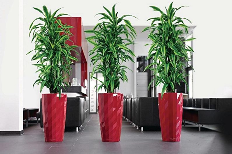 Pandanus - photo