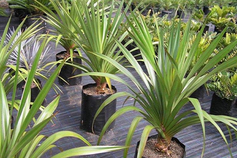 Pandanus - photo