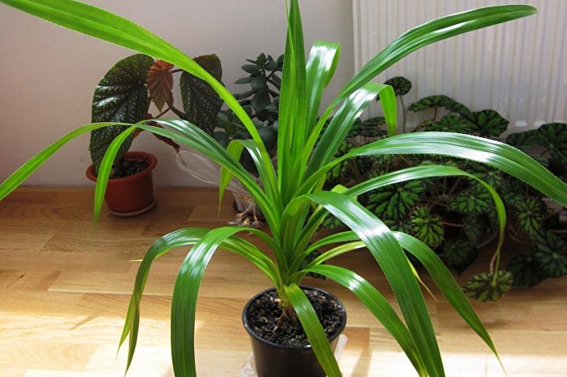 Pandanus - photo
