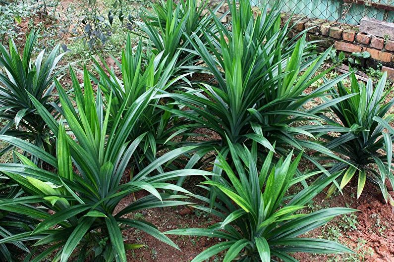Pandanus - photo