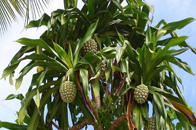 Pandanus - photo