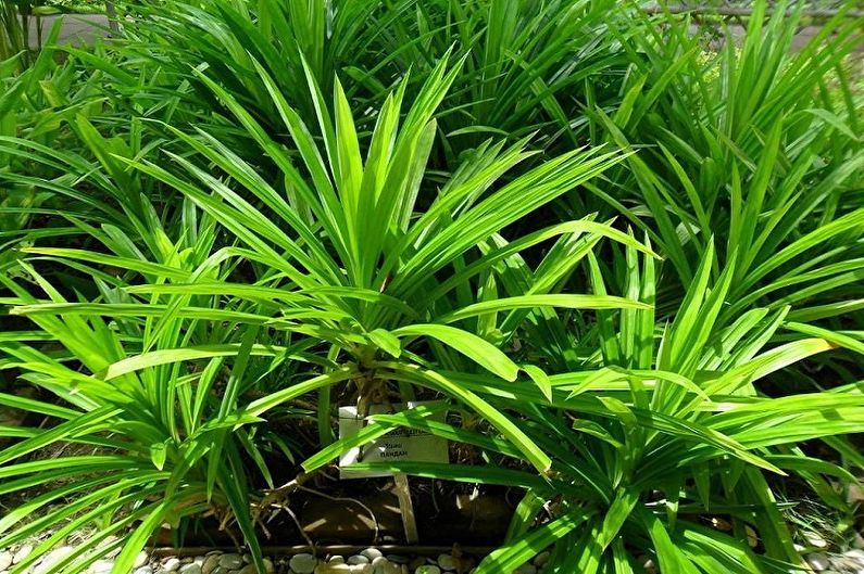 Pandanus - photo