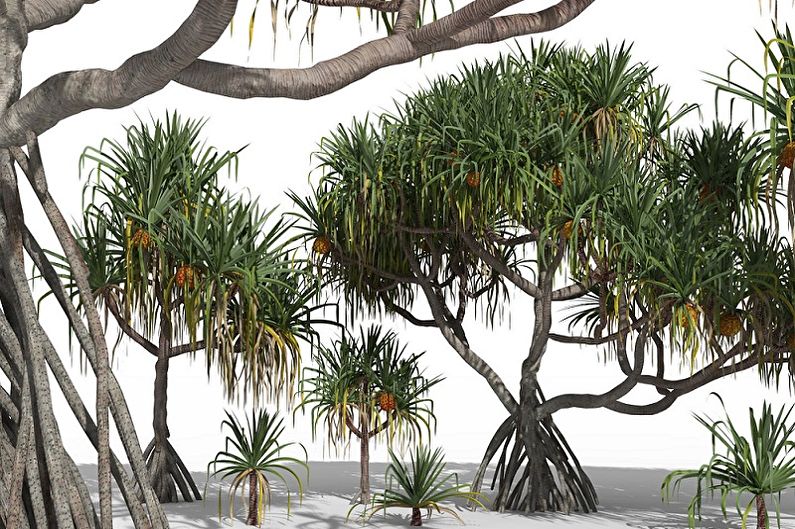 Pandanus - photo
