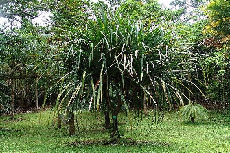 Pandanus - photo