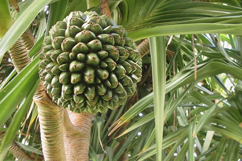 Pandanus - photo