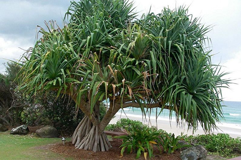 Pandanus - photo