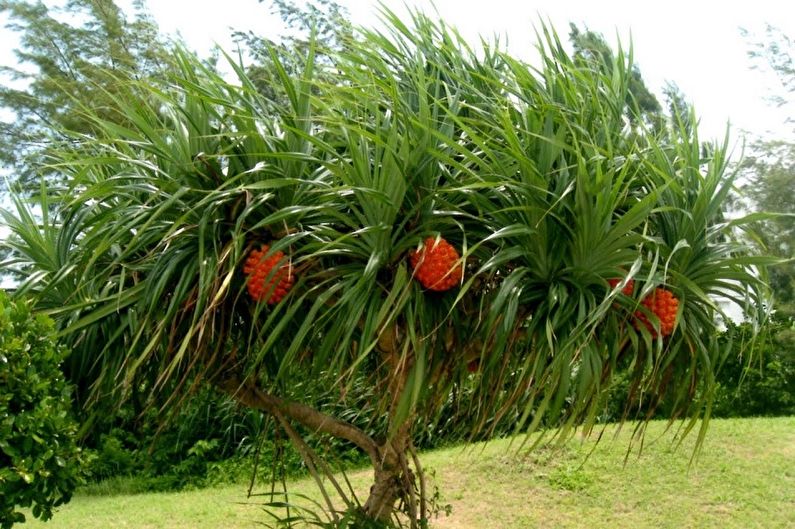 Pandanus - photo
