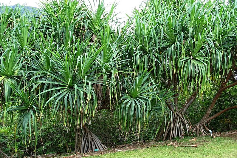 Pandanus - photo