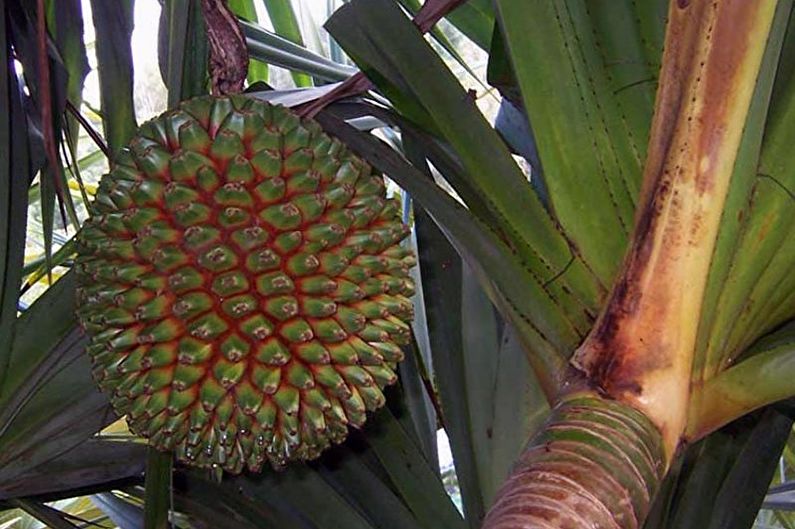 Pandanus - photo