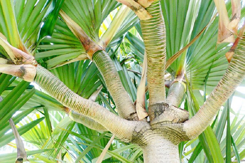 Pandanus - photo