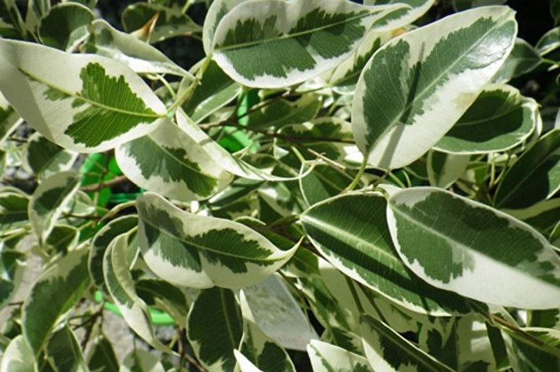 ประเภทของ Ficus Benjamin - Starlight