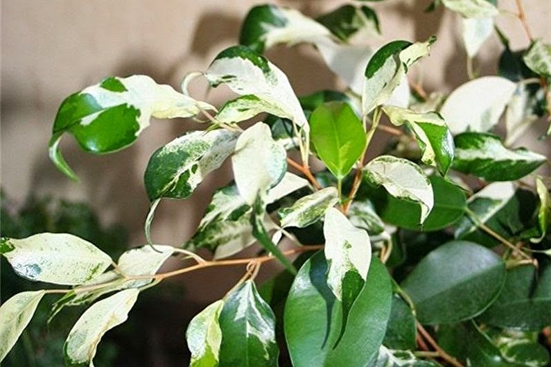 ประเภท Ficus Benjamin - ลอน