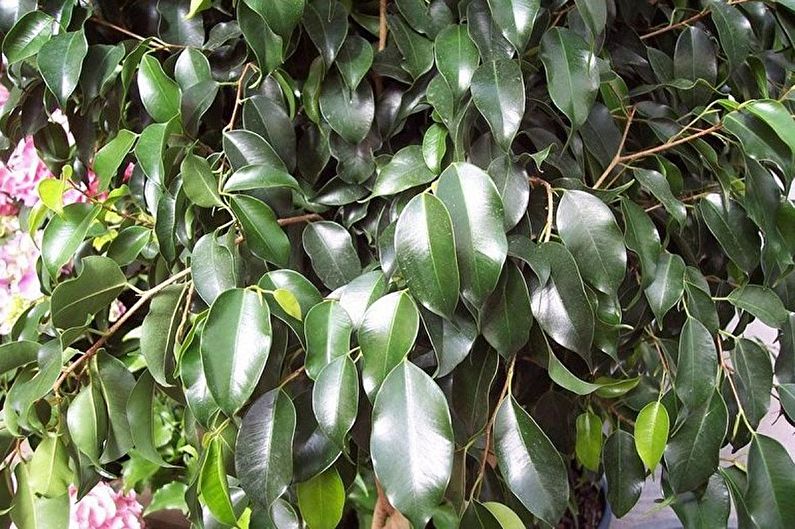 ประเภทของ Ficus Benjamin - Midnight Lady