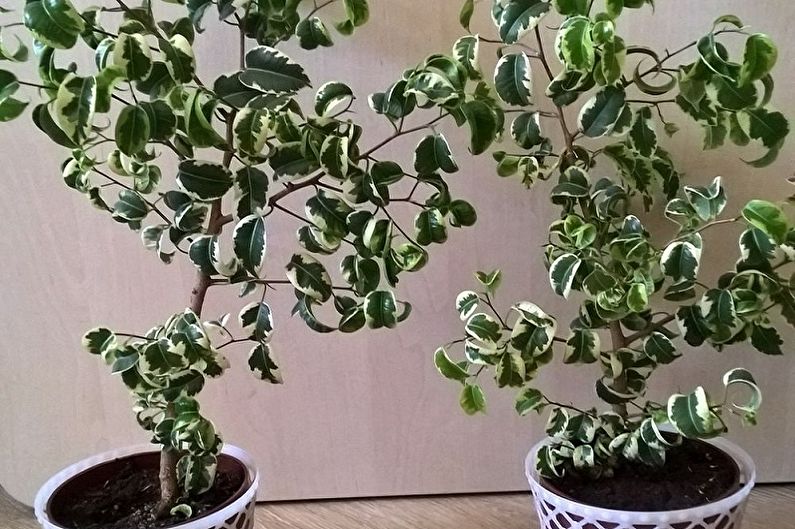 ประเภทของ Ficus Benjamin - Ficus