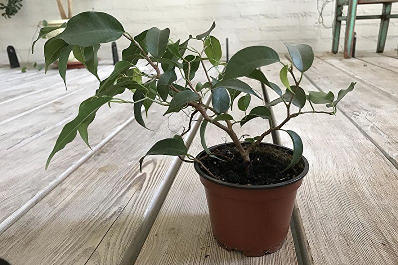 ประเภทของ Ficus Benjamin - Wyandi