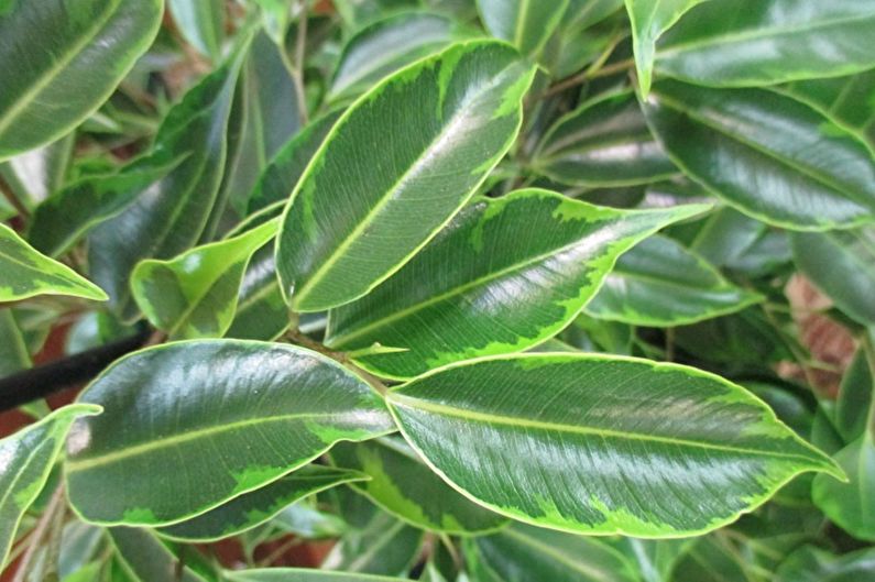 ประเภทของ Ficus Benjamin - Anastasia