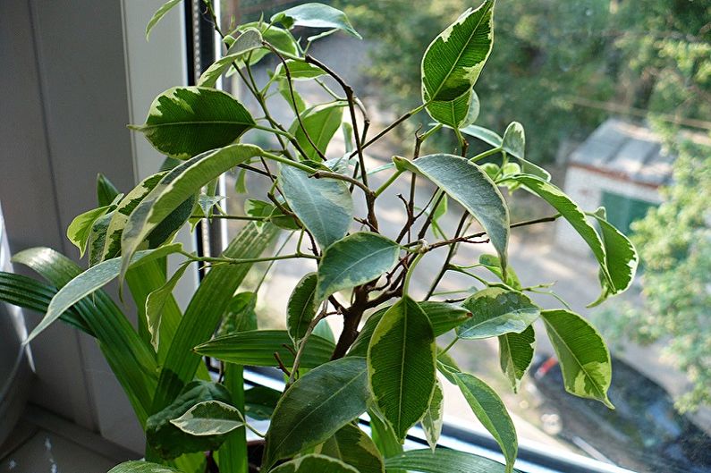 Benjamin Ficus Care - ผลิตภัณฑ์ส่องสว่าง