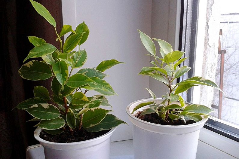 Benjamin Ficus Care - อุณหภูมิ