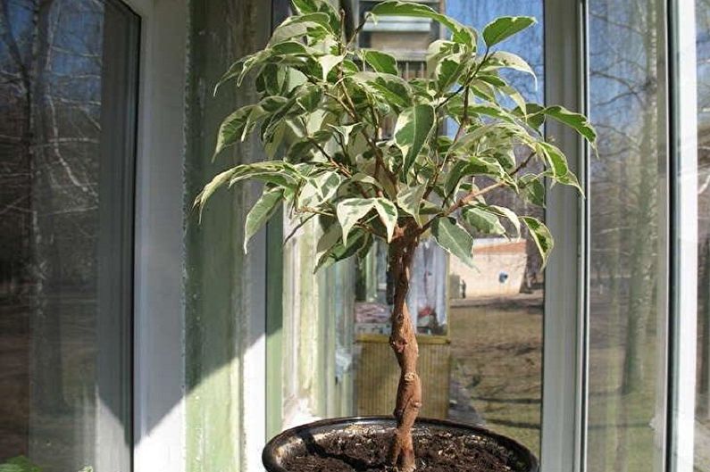 Benjamin Ficus Care - อุณหภูมิ