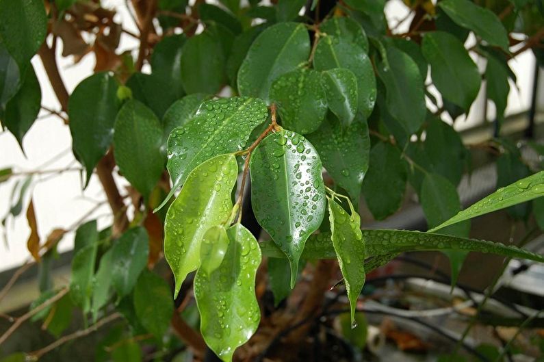 Benjamin Ficus Care - ความชื้น