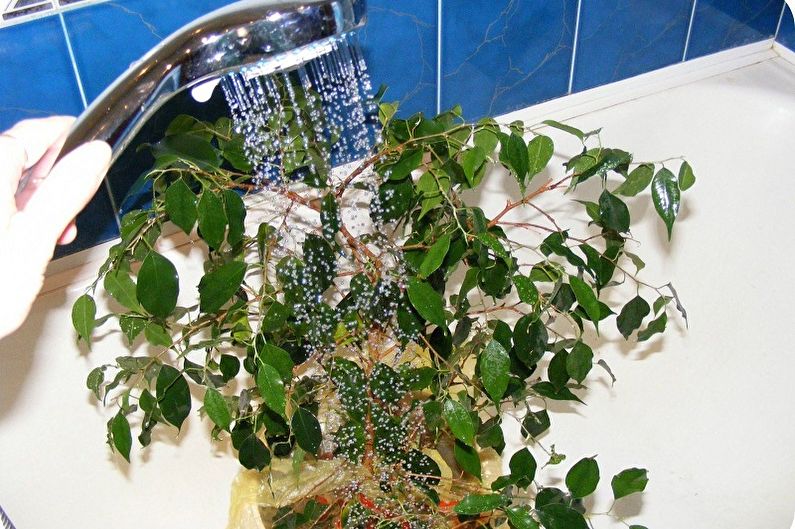 Benjamin Ficus Care - การรดน้ำ