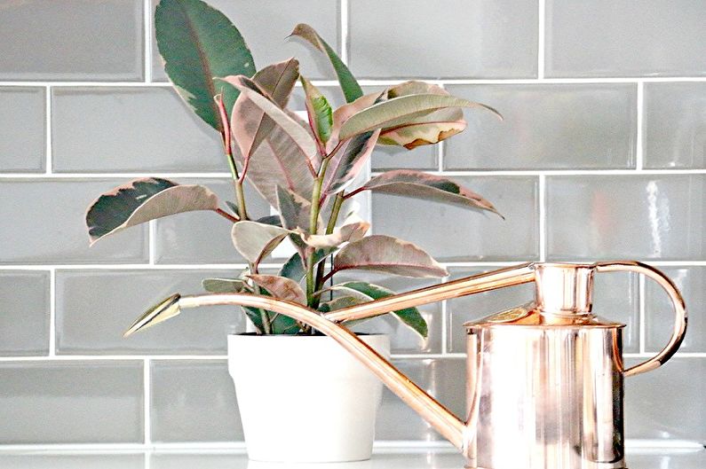Benjamin Ficus Care - การรดน้ำ