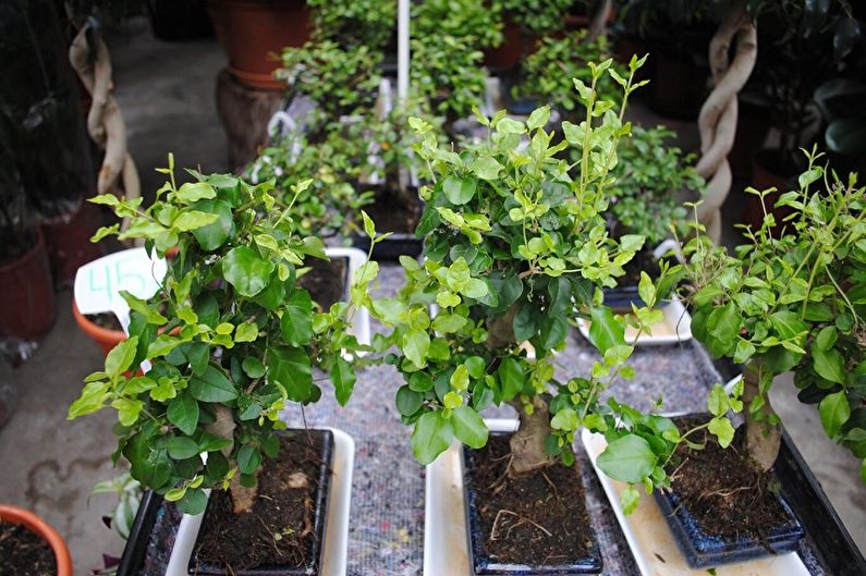 Benjamin Ficus Care - ปุ๋ยและการให้อาหาร