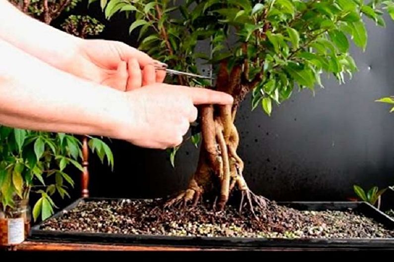 Benjamin Ficus Care - การตัดแต่งกิ่ง
