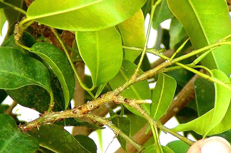 Ficus Benjamin - ศัตรูพืชและโรค