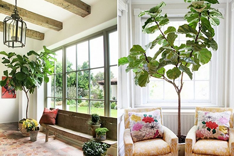 Ficus Benjamin - ภาพถ่าย