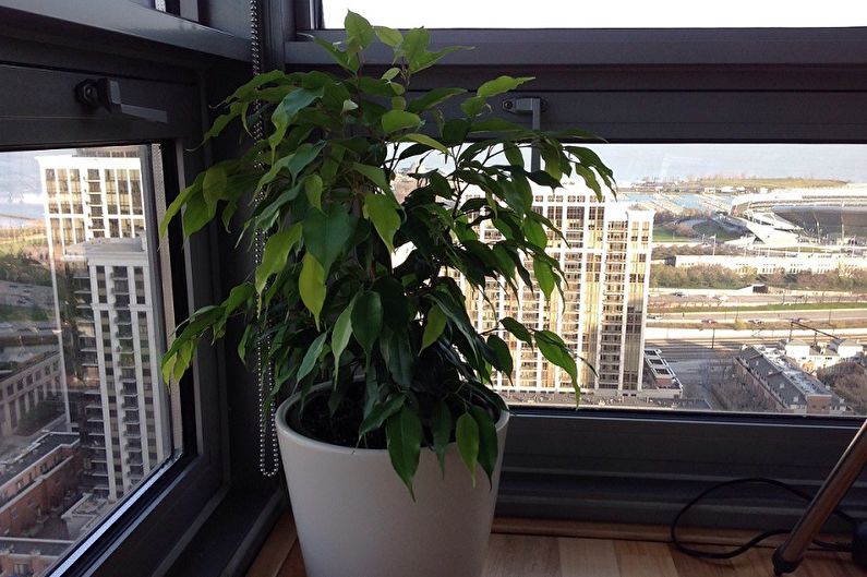 Ficus Benjamin - ภาพถ่าย