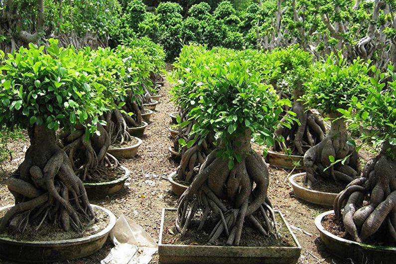 Ficus Benjamin - ภาพถ่าย