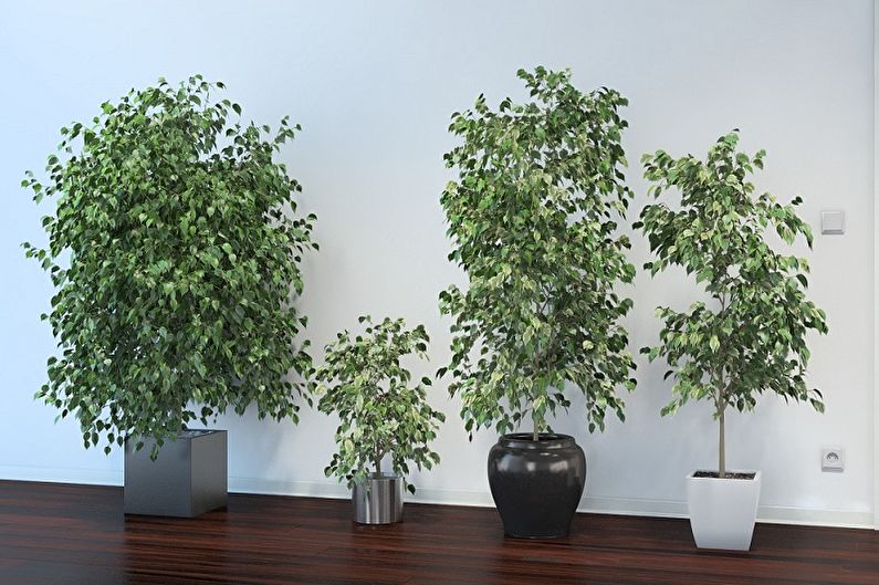 Ficus Benjamin - ภาพถ่าย