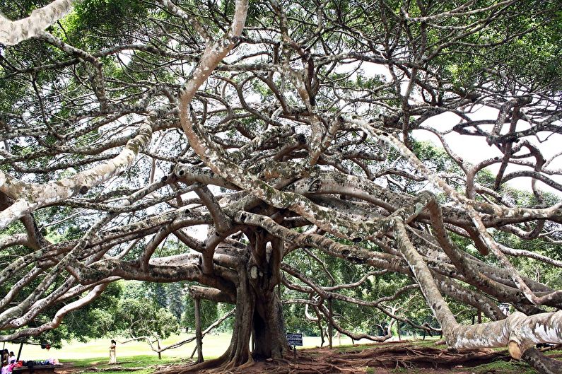 Ficus Benjamin - ภาพถ่าย