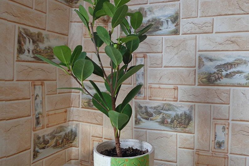 Ficus Benjamin - ภาพถ่าย