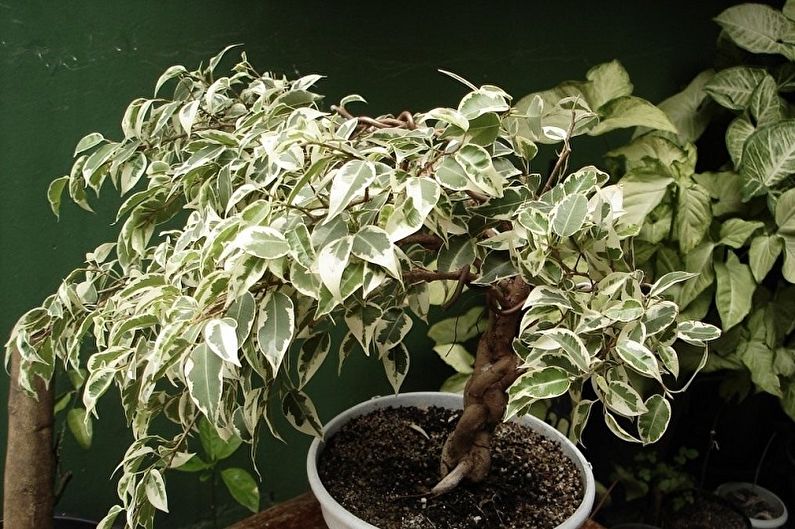 Ficus Benjamin - ภาพถ่าย