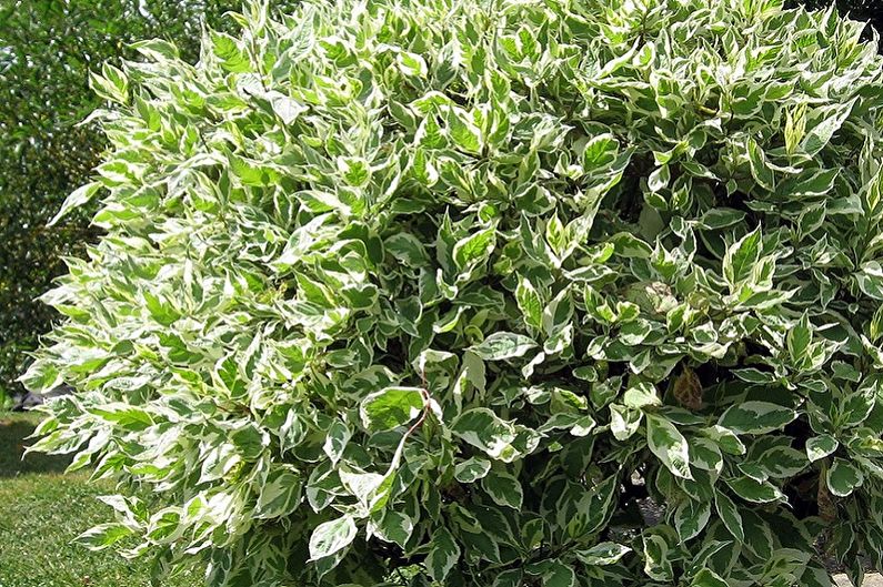 Ficus Benjamin - ภาพถ่าย