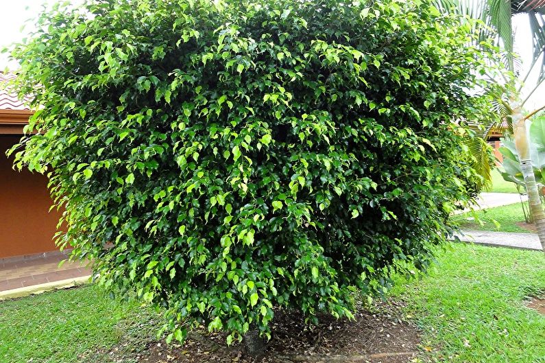 Ficus Benjamin - ภาพถ่าย