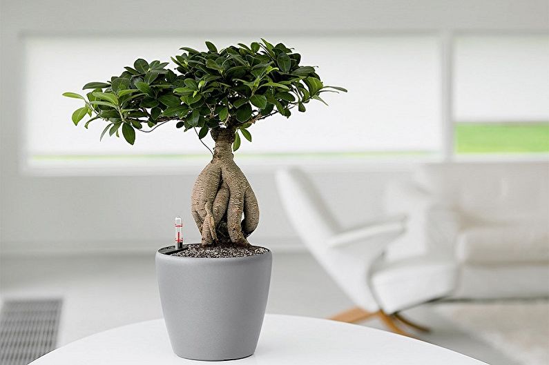 Ficus Benjamin - ภาพถ่าย