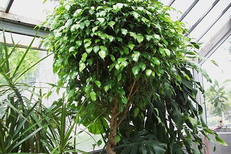 Ficus Benjamin - ภาพถ่าย