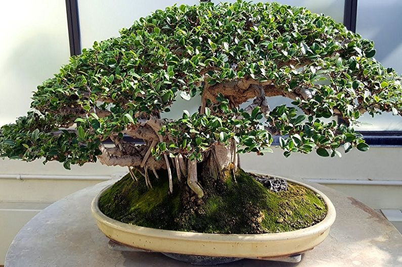 Ficus Benjamin - ภาพถ่าย