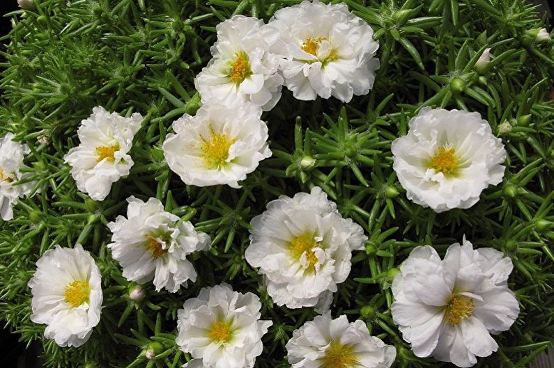 Purslane large-flowered