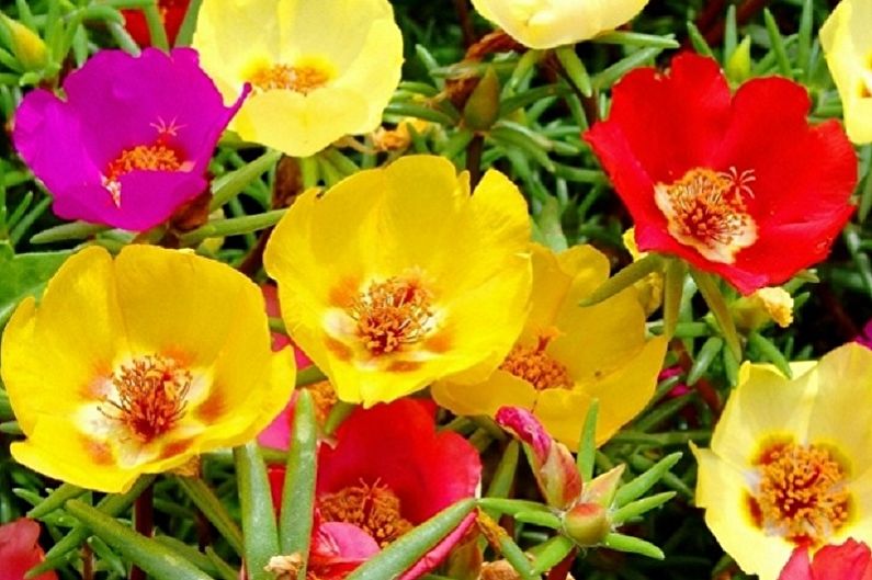 Purslane Care - Lighting